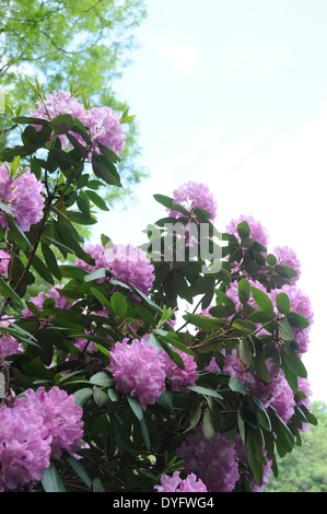 Rododendri in piena fioritura Foto Stock