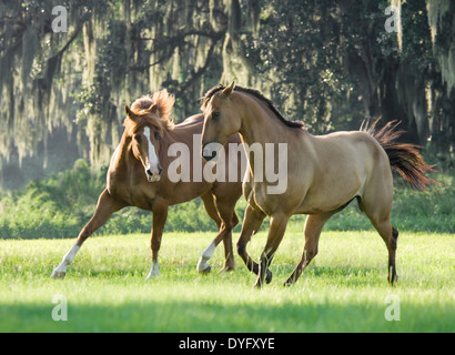 Due American Quarter Horses romp in campo aperto Foto Stock