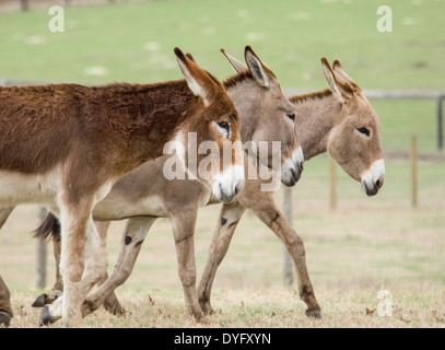 Standard e Poitou donkies Foto Stock