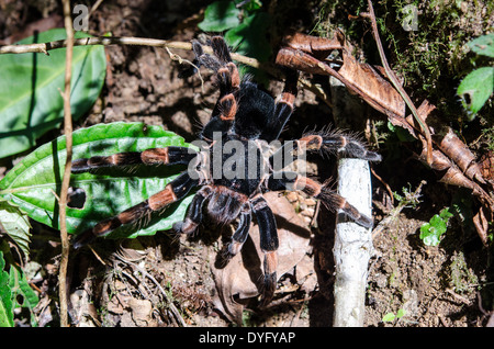 Giant arancio-ginocchio tarantola. Costa Rica. Foto Stock