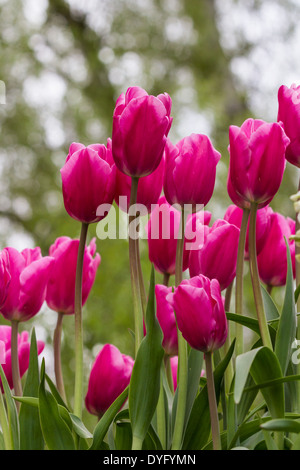 Bella rosa alti tulipani in primavera tempo in oregon Foto Stock