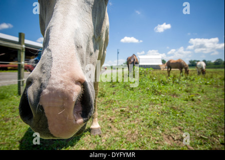 Horse naso Centreville MD Foto Stock