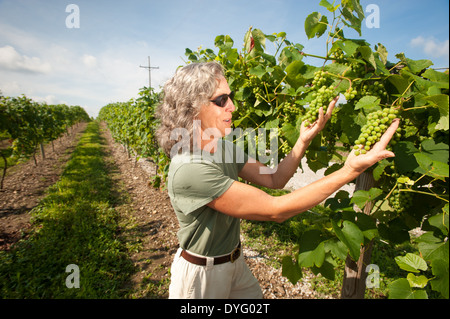 Contadina di ispezionare le uve Northeast PA Foto Stock