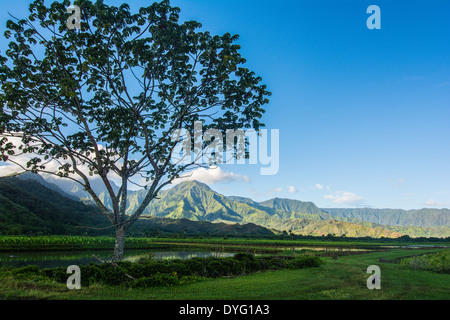 Nene oche in campi di Taro, Hanalei, Kauai, Hawaii Foto Stock