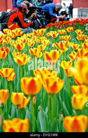 Pechino, Cina. Xvi Apr, 2014. La gente a prendere le foto di tulipani in Zhongshan Park di Pechino, capitale della Cina, Aprile 16, 2014. Un tulipano mostra è aperta al pubblico in aprile e maggio al parco. Credito: Ma Zhiyu/Xinhua/Alamy Live News Foto Stock