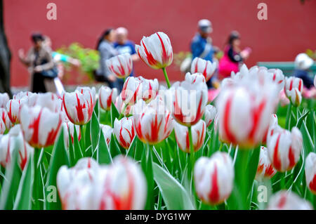 Pechino, Cina. Xvi Apr, 2014. Foto realizzata il 16 aprile 2014 illustra i tulipani a Zhongshan Park di Pechino, capitale della Cina. Un tulipano mostra è aperta al pubblico in aprile e maggio al parco. Credito: Ma Zhiyu/Xinhua/Alamy Live News Foto Stock