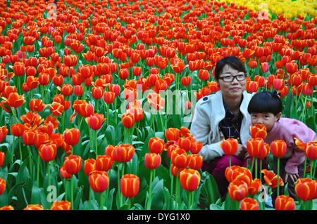 Pechino, Cina. Xvi Apr, 2014. Visitatori comportano per le immagini tra i tulipani in Zhongshan Park di Pechino, capitale della Cina, Aprile 16, 2014. Un tulipano mostra è aperta al pubblico in aprile e maggio al parco. Credito: Ma Zhiyu/Xinhua/Alamy Live News Foto Stock