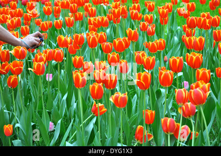 Pechino, Cina. Xvi Apr, 2014. Foto realizzata il 16 aprile 2014 illustra i tulipani a Zhongshan Park di Pechino, capitale della Cina. Un tulipano mostra è aperta al pubblico in aprile e maggio al parco. Credito: Ma Zhiyu/Xinhua/Alamy Live News Foto Stock