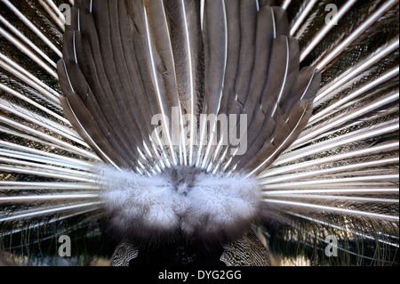 Maschio di penne di pavone da dietro Foto Stock