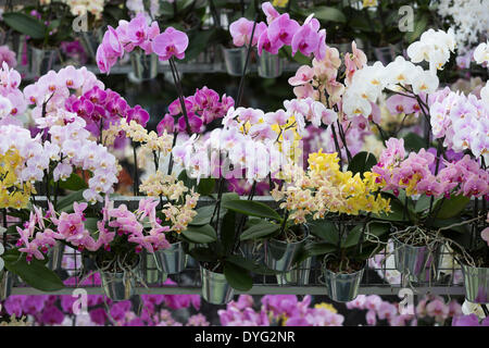 Il Keukenhof Lisse, 16 aprile 2014. Orchid visualizza in Beatrix serra. Il fiore visualizza a Keukenhof, noto anche come il giardino d'Europa, sono al loro meglio prima delle vacanze di Pasqua. Circa 7 milioni di lampadine (tulipani, narcisi e giacinti) sono piantati ogni anno. Keukenhof è una delle principali attrazioni turistiche d'Olanda e attrae visitatori da tutto il mondo. I giardini sono aperti solo per otto settimane ogni anno. Credito: Nick Savage/Alamy Live News Foto Stock