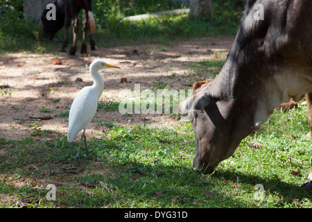 Wild Water Buffalo in Yala National Park, Sri Lanka 24 Foto Stock