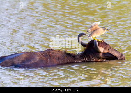 Wild Water Buffalo in Yala National Park, Sri Lanka 18 Foto Stock