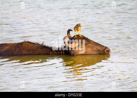 Wild Water Buffalo in Yala National Park, Sri Lanka 17 Foto Stock