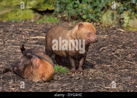 Cani di Bush Foto Stock
