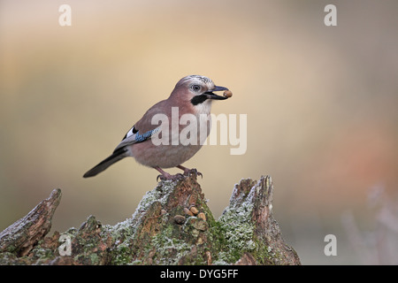 Eurasian Jay Garrulus glandarius, alimentando su acorn Foto Stock