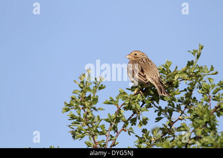 Corn Bunting, Emberiza calandra, il canto sul territorio Foto Stock