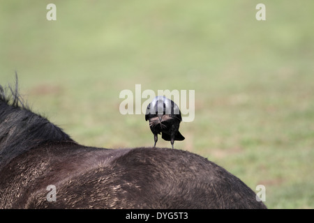 Taccola Corvus monedula, tenendo peli di cavallo Foto Stock