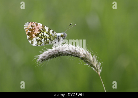 Arancione farfalla punta maschio, Anthocharis cardamines, appoggiato su un gambo di erba Foto Stock