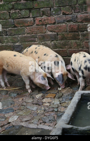 Un gruppo di tre giovani spotted i suini in Acton Scott fattoria di lavoro Foto Stock