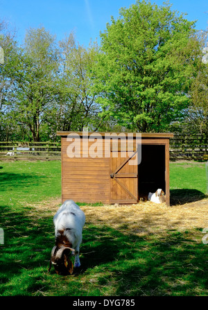 Una capra seduto alla porta di un capannone in un campo England Regno Unito Foto Stock