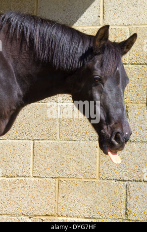 Grippaggio del cavallo la lingua fuori Foto Stock