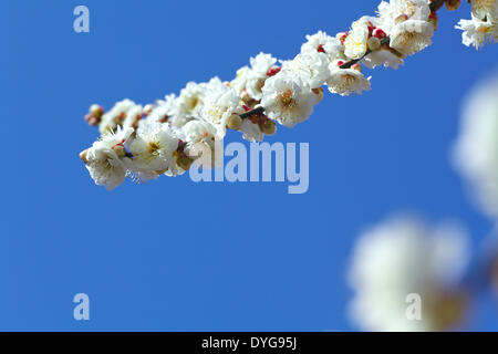 Fiori di susina e cielo Foto Stock