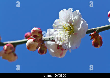 Fiori di susina e cielo Foto Stock