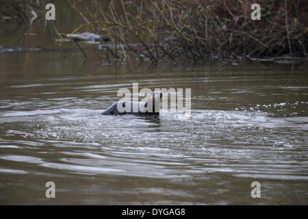 Otter canadese Foto Stock