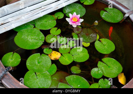La vaschetta del separatore della condensa con pesci rossi e foglie di lotus Foto Stock