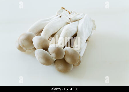 Funghi Foto Stock