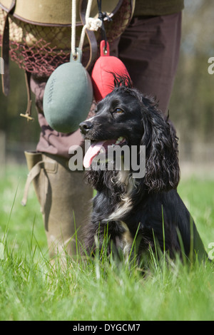 Un nero Cocker Spaniel cane da lavoro con il suo proprietario durante un outdoor training session in un campo di erba Foto Stock