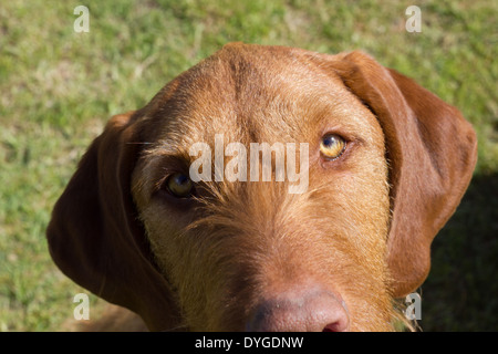 Maschio vizsla ungherese, ritratto con uno sfondo di erba. Foto Stock