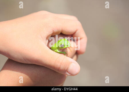 Ragazzo giapponese con frog Foto Stock