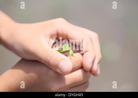 Ragazzo giapponese con frog Foto Stock