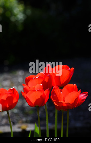 Tulipani rossi in giardino sfondo scuro Foto Stock