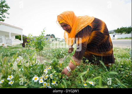 La TUNISIA, KASSERINE: la vita nei villaggi intorno a Kasserine è tradizionale, rurali e spesso scadente anche senza acqua corrente. Foto Stock