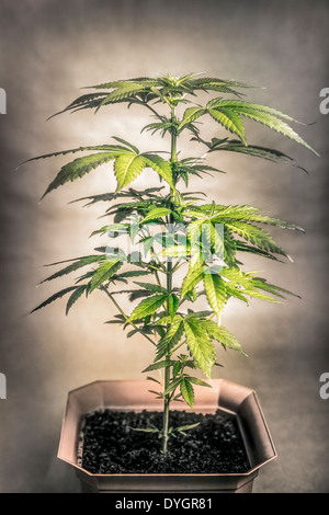 La cannabis pianta femmina in vaso, Indica ibrido dominante all'inizio fase di fioritura. Foto Stock