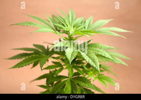 Parte superiore della cannabis pianta femmina, Indica ibrido dominante all'inizio fase di fioritura. Foto Stock