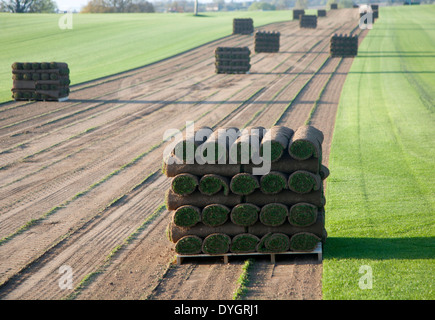 Rotoli di erba di tappeto erboso in piedi su un pallet in un campo, Blaxhall, Suffolk, Inghilterra Foto Stock