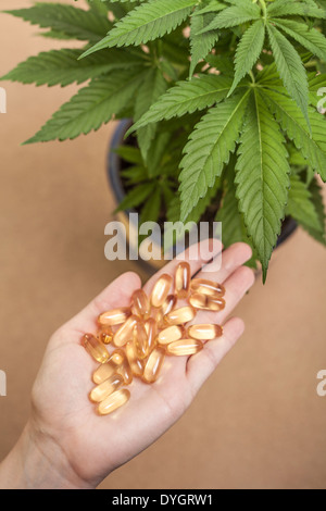 Pianta di cannabis e la mano con prodotti farmaceutici. Foto Stock