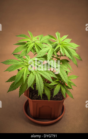 La cannabis pianta femmina in vaso, Indica ibrido dominante in fase vegetativa. Foto Stock