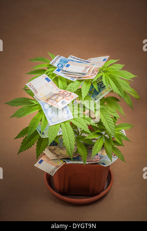 La marijuana la concezione di business. Pianta di cannabis in vaso con le banconote in euro. Foto Stock