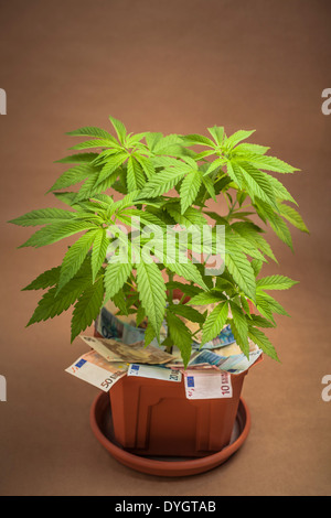 La Cannabis la concezione di business. Pianta di cannabis in vaso con le banconote in euro. Foto Stock