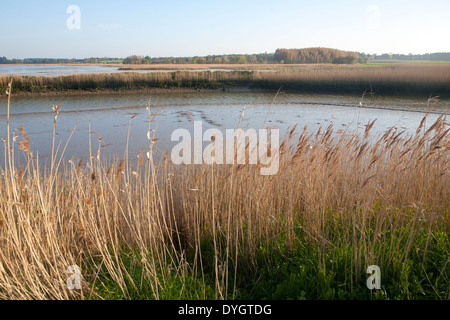 Canne crescente sull'estuario di marea del fiume Alde a Snape, Suffolk, Inghilterra Foto Stock