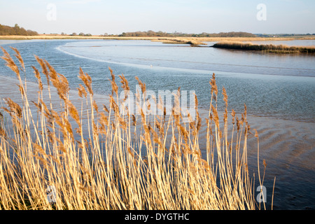 Canne crescente sull'estuario di marea del fiume Alde a Snape, Suffolk, Inghilterra Foto Stock