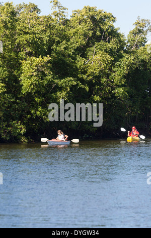 Giovane donna e uomo maturo canoa kayak con Mangrove Mangal Sfondo, Florida Foto Stock