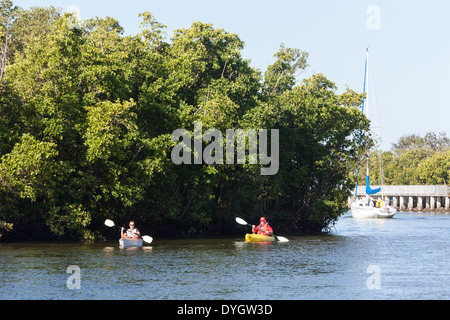 Giovane donna e uomo maturo canoa kayak con Mangrove Mangal Sfondo, Florida Foto Stock