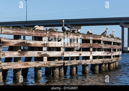 Lungomare in Punta Gorda, Florida, Stati Uniti d'America Foto Stock