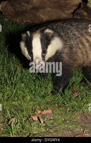 Eurasian badger Meles meles Foto Stock