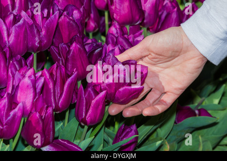 Bella viola i tulipani raggruppate in una luminosa giornata di sole con una mano femminile di toccarli Foto Stock